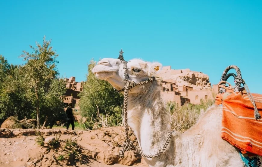 2 días al desierto desde Marrakech a Zagora