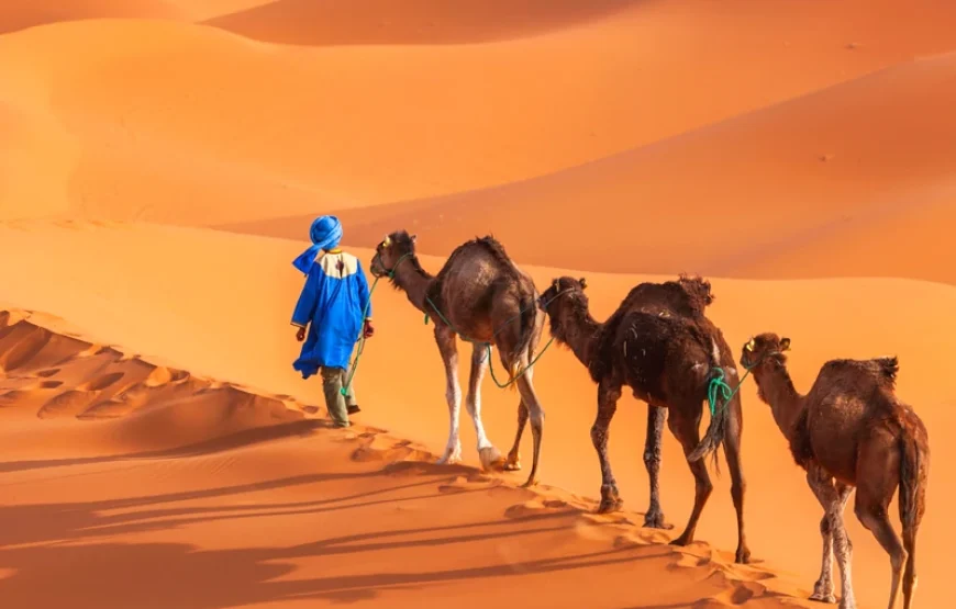 7-Day tour from Casablanca to Imperial cities and south