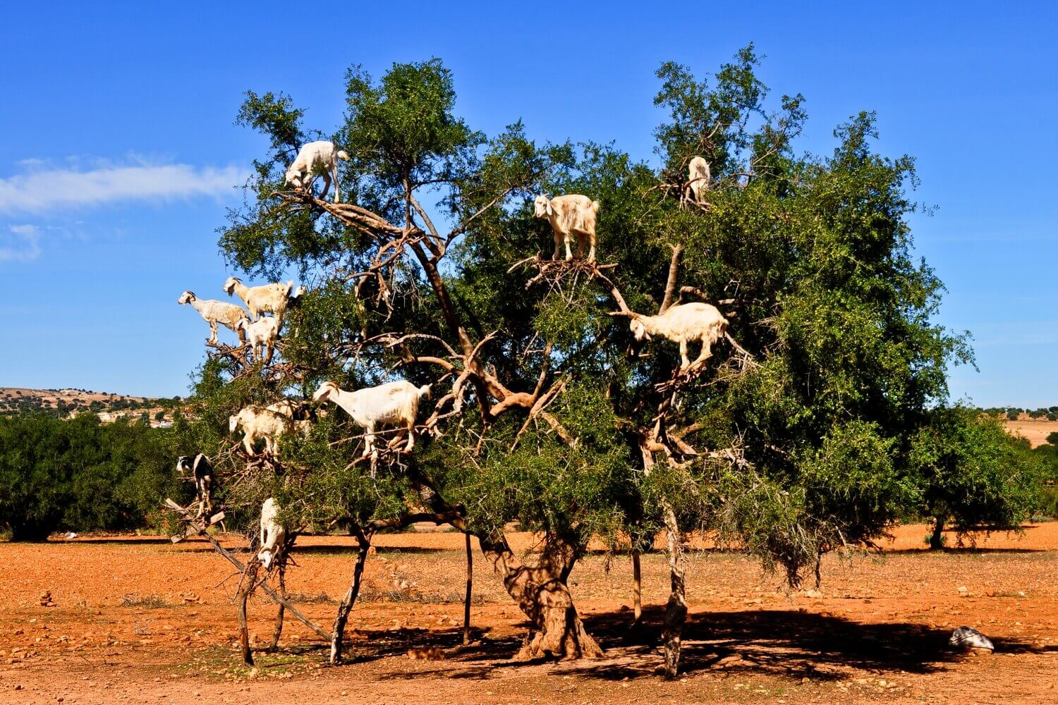 Private Essaouira Day Tour From Marrakech